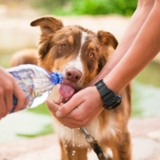 Golpe de calor en perros