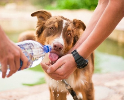 Golpe de calor en perros