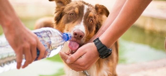 Golpe de calor en perros