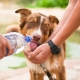 Golpe de calor en perros