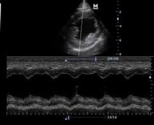 servicio de cardiología de centro veterinario los alamos